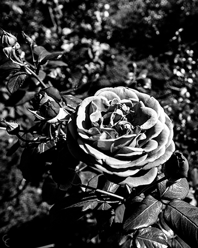 Black and White Rose